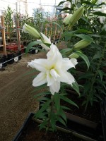 [5290 Carolina No01.JPG]